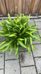Agapanthus in pot, Ophalen, Zomer, Overige soorten, Volle zon