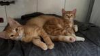 kittens, Dieren en Toebehoren, Katten en Kittens | Overige Katten, Meerdere dieren, Kortharig, 0 tot 2 jaar