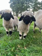 Twee lieve walliser schwarznase rammen te koop, Mannelijk, Schaap