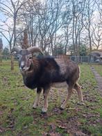 Mooie moeflon ram, Dieren en Toebehoren, Mannelijk, Schaap