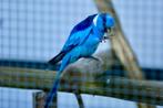 Prachtig koppel blauwe barnards te koop, Meerdere dieren, Parkiet