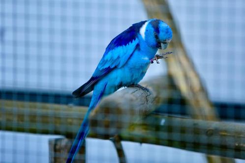 Prachtig koppel blauwe barnards te koop, Dieren en Toebehoren, Vogels | Parkieten en Papegaaien, Parkiet, Meerdere dieren