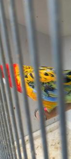 Goud mantel rosella, Dieren en Toebehoren, Vogels | Parkieten en Papegaaien, Mannelijk, Parkiet