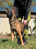 Super lieve, contactgerichte mechelse herder teef te koop, 15 weken tot 1 jaar, CDV (hondenziekte), Teef, Eén hond