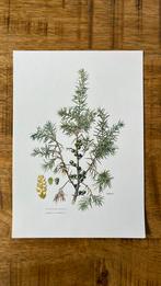 Jeneverbes botanische print, Antiek en Kunst, Kunst | Etsen en Gravures, Ophalen of Verzenden