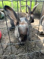 Jonge duitse reuzen, Dieren en Toebehoren, Konijnen, Meerdere dieren, Groot