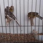 Kanaries, Dieren en Toebehoren, Vogels | Kanaries, Mannelijk, Kleurkanarie