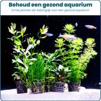 Aquabetta Aquarium Planten Set LAP-003, Info@aquadeco.nl, Plant(en), Steen of Hout, Ophalen of Verzenden, Aquadeco