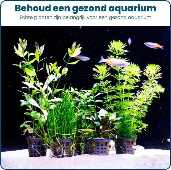 Aquabetta Aquarium Planten Set LAP-003, Dieren en Toebehoren, Vissen | Aquaria en Toebehoren, Nieuw, Plant(en), Steen of Hout
