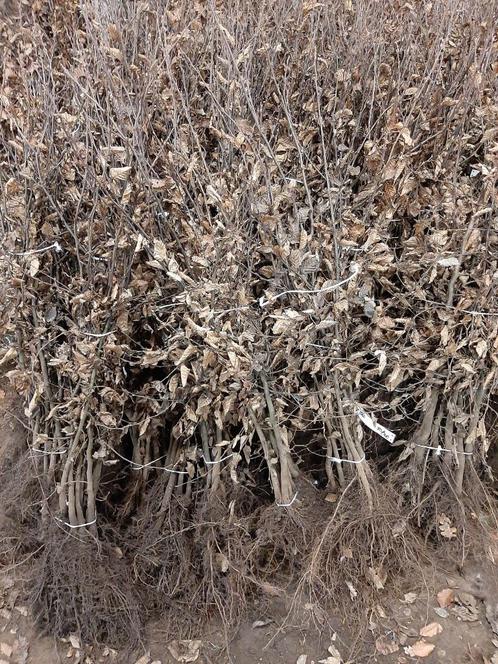 Carpinus betulus Gewone haagbeuk , heg haag en (vorm)boom, Tuin en Terras, Planten | Struiken en Hagen, Haag, Haagbeuk, Ophalen of Verzenden