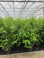 Prunus laurocerasus ‘novita’ laurierhaag in potgekweekt, Tuin en Terras, Planten | Struiken en Hagen, Ophalen of Verzenden, Laurier