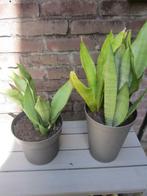 Sanseveria groen kamerplant 2X, Huis en Inrichting, Kamerplanten, Ophalen, Overige soorten, Halfschaduw, Minder dan 100 cm