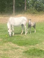 Welsh, Dieren en Toebehoren