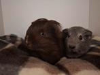 Super lief caviaduo, Dieren en Toebehoren, Knaagdieren, Cavia, Mannelijk, Tam, September