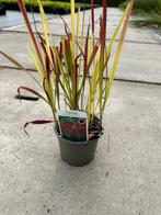 Imperata cylindrica 'Red Baron' - P13 Siergras, Volle zon, Vaste plant, Siergrassen, Ophalen of Verzenden