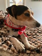 Dekreu gezocht, Parvo, Reu, Eén hond, 3 tot 5 jaar