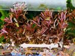 Leuk combinatiepakket aquariumplanten (4) met gratis advies, Ophalen of Verzenden, Zo goed als nieuw, Plant(en), Steen of Hout