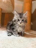 Main coon kittens xxl, Meerdere dieren, Gechipt