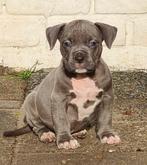 Bully xl teefje 7 weekjes oud blauw kleur met abkc, CDV (hondenziekte), 8 tot 15 weken, Teef, Bulldog