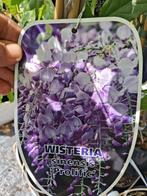 Wisteria sinensis profilic, blauwe regen, klimplanten!, Vaste plant, Ophalen of Verzenden, Halfschaduw, Klimplanten