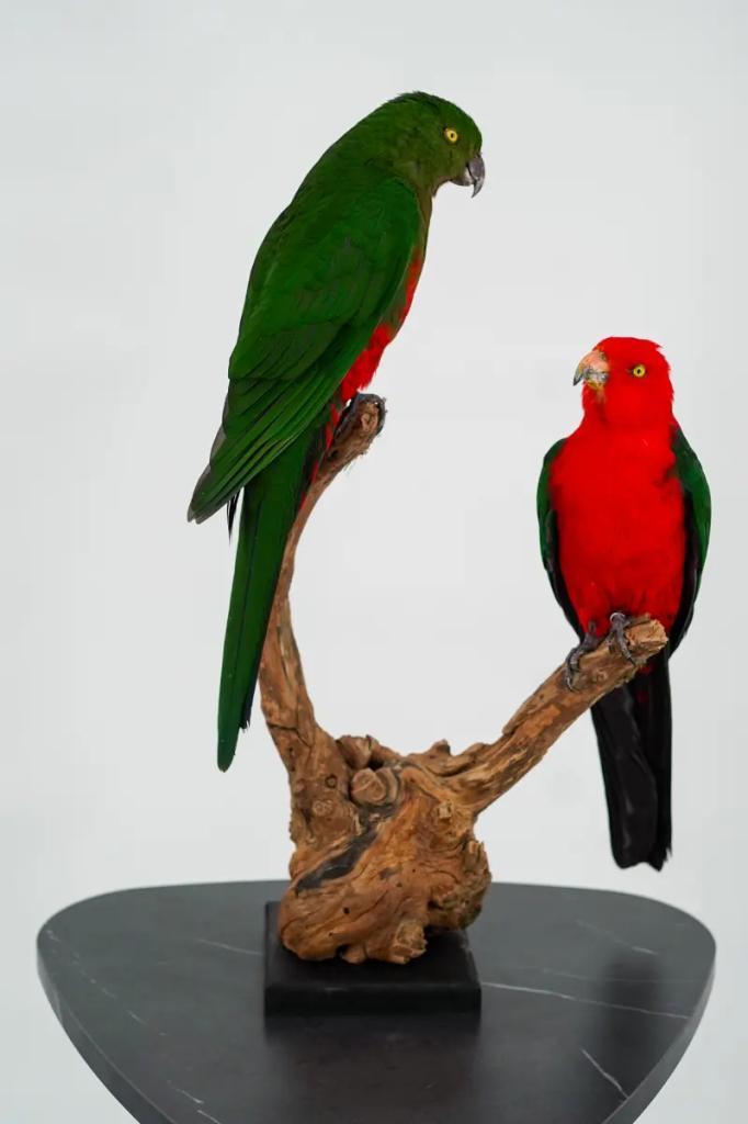 Opgezette Koningsparkieten op Tak - Wildernis Atelier, Verzamelen, Dierenverzamelingen, Nieuw, Opgezet dier, Ophalen of Verzenden