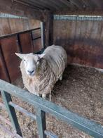 Swifter dekram te koop, Dieren en Toebehoren, Schapen, Geiten en Varkens, Schaap, Mannelijk