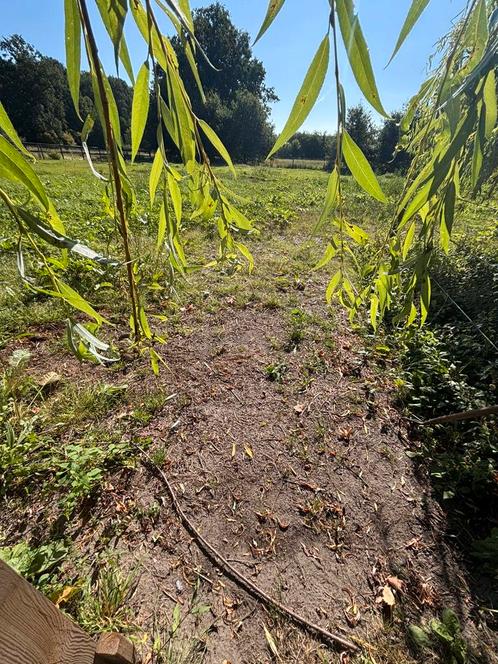 Te huur aangeboden stalling en weidegang, Dieren en Toebehoren, Stalling en Weidegang, Stalling, Weidegang