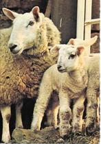 Ooi met lam., Verzenden, 1980 tot heden, Gelopen, Overige soorten