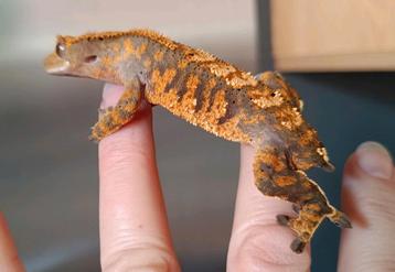Wimpergekko mannetje beschikbaar voor biedingen