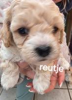 Maltipoo pups, heel knap, Poedel, 8 tot 15 weken, Meerdere, Meerdere dieren