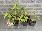 Te koop: salvia ‘Hot Lips’ stekken, Ophalen, Vaste plant, Overige soorten