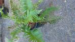 Varen in pot, Tuin en Terras, Planten | Tuinplanten, Ophalen, Zomer, Overige soorten, Volle zon