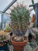 Mooie grote cactus, Ophalen, Cactus, Volle zon, Minder dan 100 cm