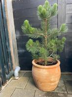 Pinus boomstruik met grote terracotta pot, Ophalen, Volle zon, Overige soorten