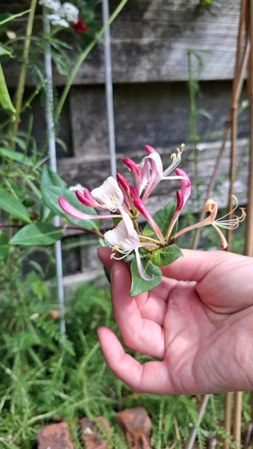 Kamperfoelieplanten te koop beschikbaar voor biedingen