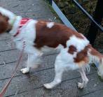 Honden zwemvest gevraagd, Ophalen of Verzenden, Zo goed als nieuw, Hondenzwemvest