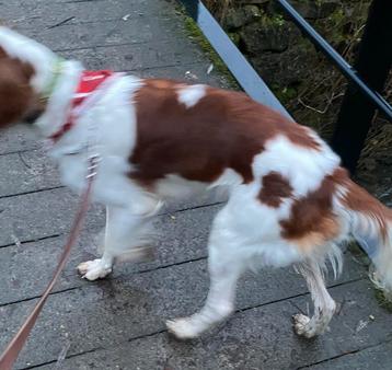 Honden zwemvest gevraagd beschikbaar voor biedingen