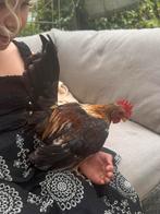 Lieve serama haan, Dieren en Toebehoren, Mannelijk, Kip