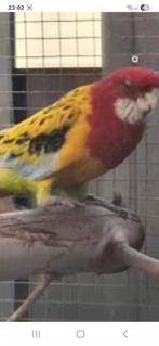 Prachtrosella Cinnamon Pop, Dieren en Toebehoren, Vrouwelijk, Parkiet, Geringd