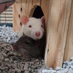 🐀 Rittens Ratjes , Groeien op in ons gezin & zijn tam❤️, Dieren en Toebehoren, Rat, Juni, Meerdere dieren, Tam