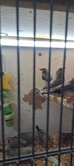 Mooie zeebravinken 2025 mannen en vrouwen, Dieren en Toebehoren, Mannelijk