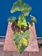 Philodendron Selloum Variegata p15 (3), Ophalen of Verzenden, Halfschaduw, Minder dan 100 cm