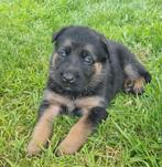 Duitse herder pups met rechte rug, Dieren en Toebehoren, Honden | Herdershonden en Veedrijvers, 8 tot 15 weken, Meerdere, Meerdere dieren