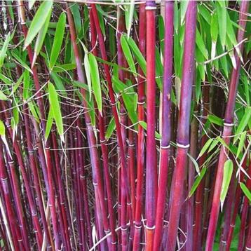 Diverse soorten bamboes geel groen  klein groot beschikbaar voor biedingen