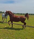 Gelderse ruin, Dieren en Toebehoren, Paarden, B, Ruin, Dressuurpaard, 165 tot 170 cm