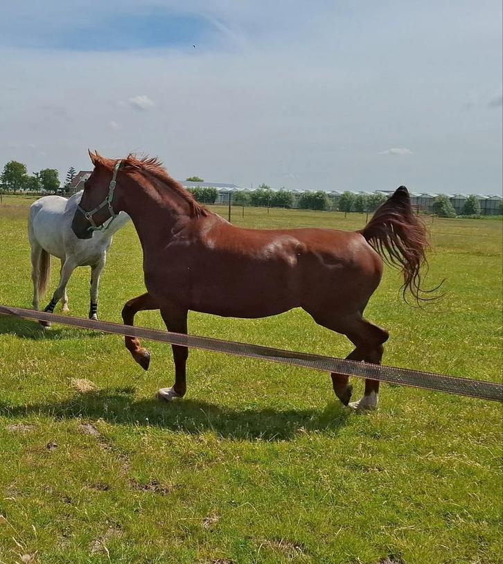 Gelderse ruin, Dieren en Toebehoren, Paarden, Ruin, B, 165 tot 170 cm, 7 tot 10 jaar, Dressuurpaard, Met stamboom, Ontwormd, Ingeënt