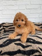 Malitpoo pups, maltezer, toy poedel, Nederland, Overige rassen, CDV (hondenziekte), 8 tot 15 weken