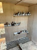 Birminghamrollers, Dieren en Toebehoren, Vogels | Duiven, Meerdere dieren, Overige soorten