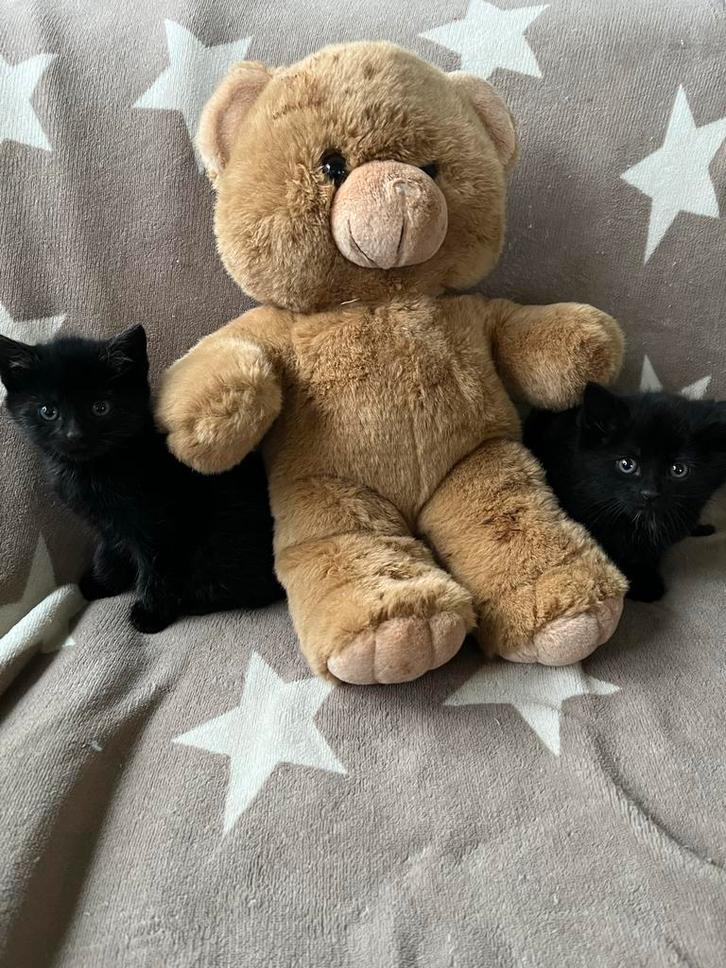 2 zwarte kittens, Dieren en Toebehoren, Katten en Kittens | Overige Katten, Kortharig, Meerdere dieren, 0 tot 2 jaar