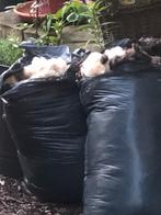 Schapen wol, Ophalen